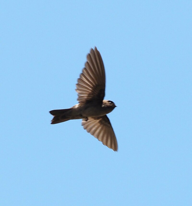Marquesan Swiftlet (Aerodramus ocistus) photo