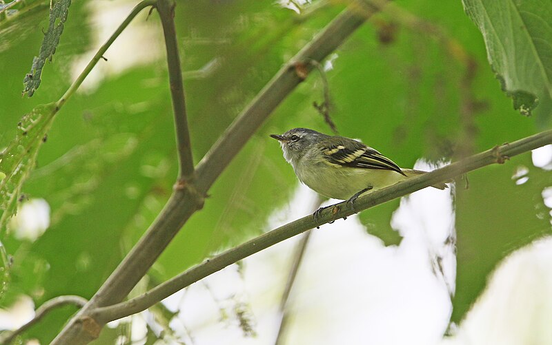 White-tailed Tyrannulet (Mecocerculus poecilocercus) photo