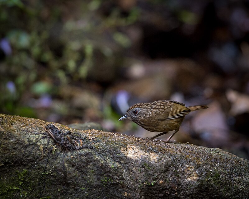 Streaked Wren-Babbler (Gypsophila brevicaudata) photo