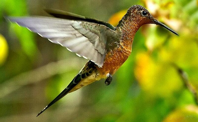 Giant Hummingbird (Patagona gigas) photo