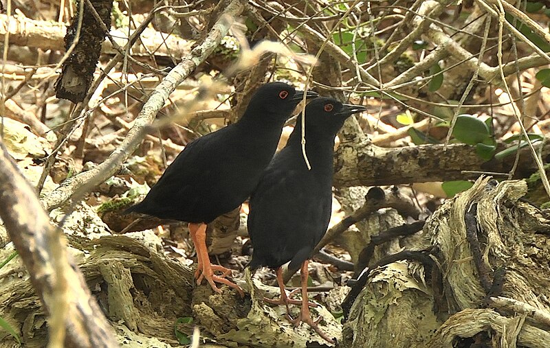 Henderson Island Crake (Zapornia atra) photo