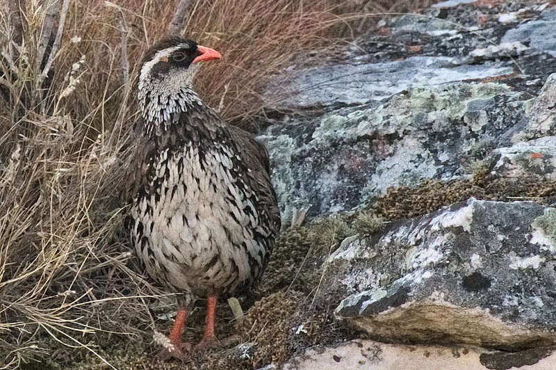 Swierstra's Spurfowl (Pternistis swierstrai) photo