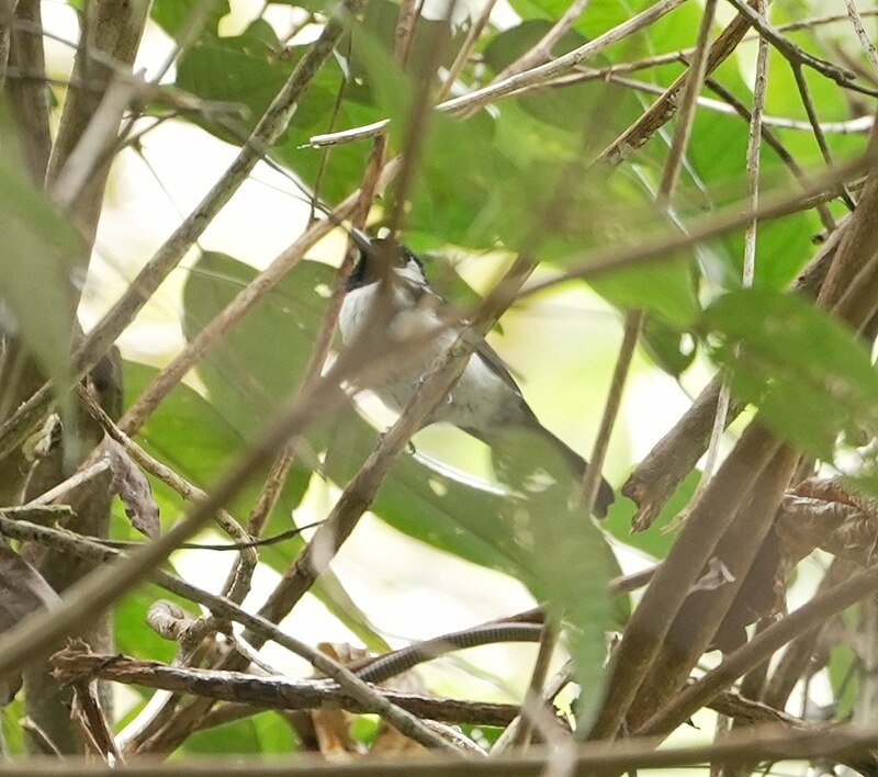 Bismarck Monarch (Symposiachrus verticalis) photo