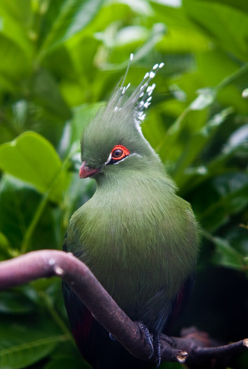 Schalow's Turaco (Tauraco schalowi) photo