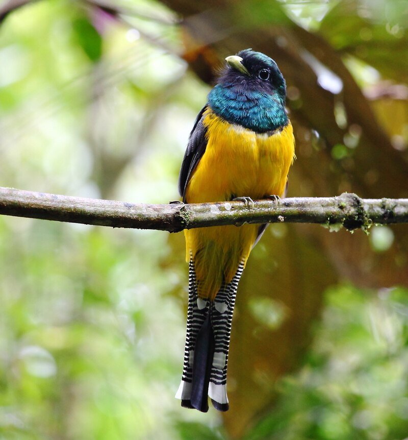 Atlantic Black-throated Trogon (Trogon chrysochloros) photo