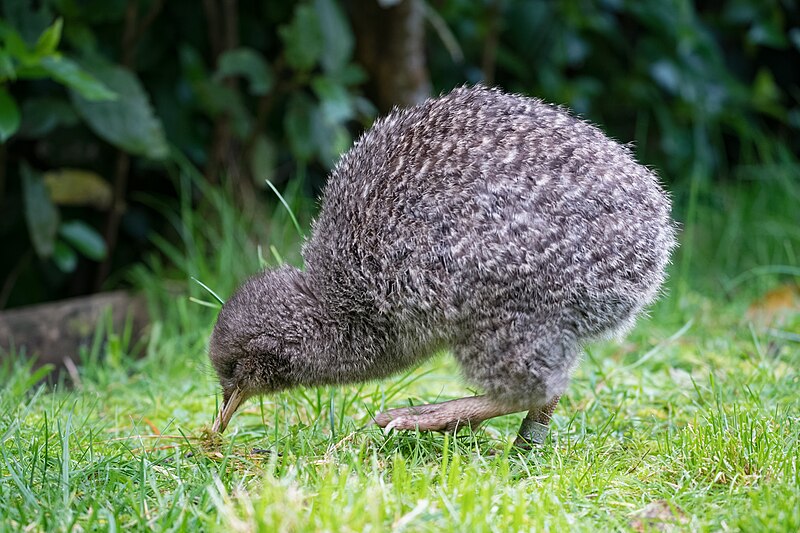 Little Spotted Kiwi (Apteryx owenii) photo