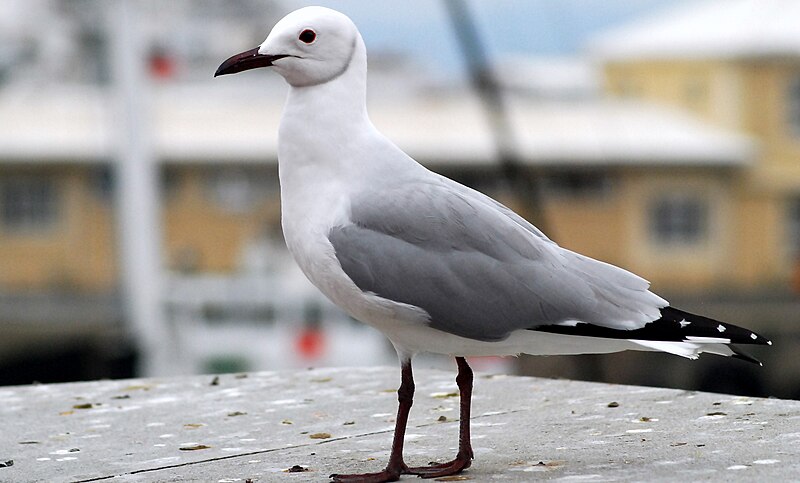Hartlaub's Gull (Chroicocephalus hartlaubii) photo