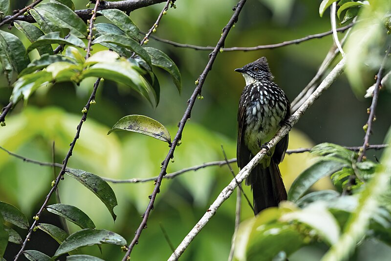 Cream-striped Bulbul (Ixos leucogrammicus) photo