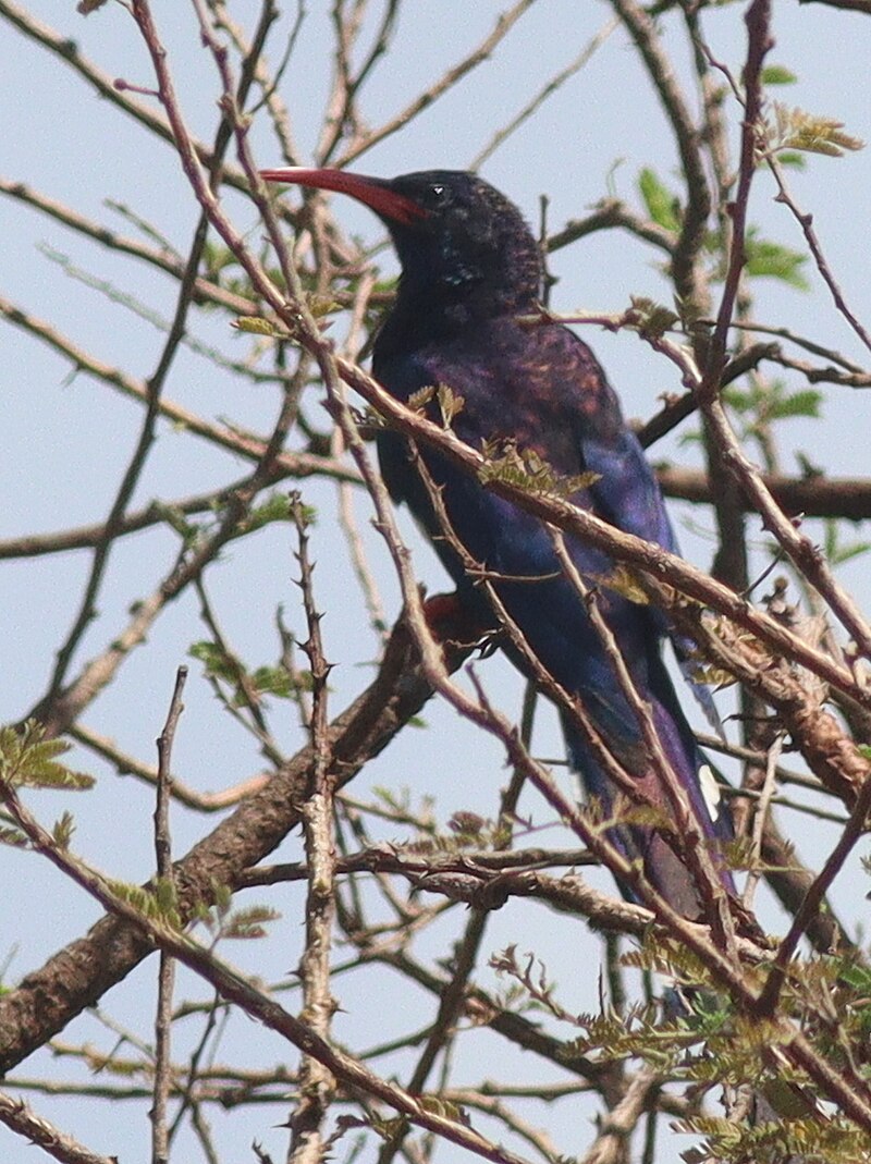Violet Woodhoopoe (Phoeniculus damarensis) photo
