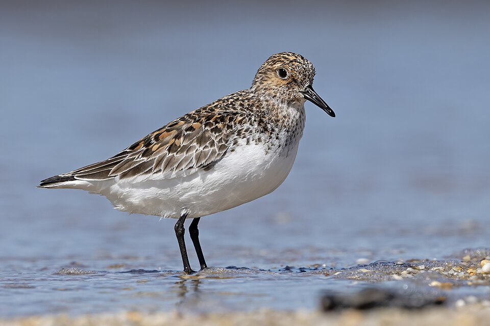 Sanderling (Calidris alba)