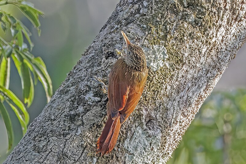 Straight-billed Woodcreeper (Dendroplex picus) photo
