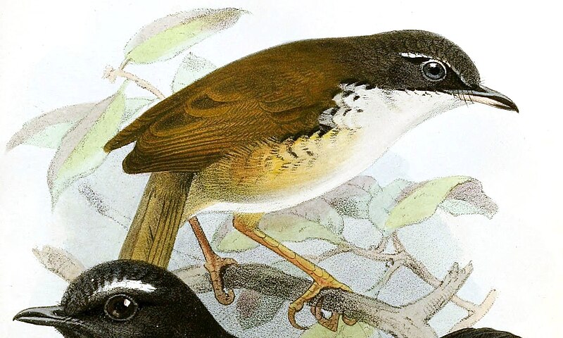 White-throated Wren-Babbler (Napothera pasquieri) photo