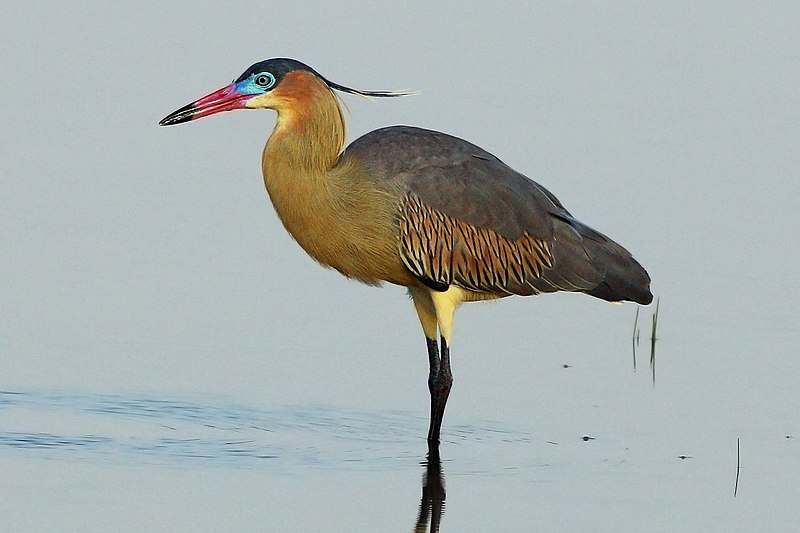Whistling Heron (Syrigma sibilatrix) photo