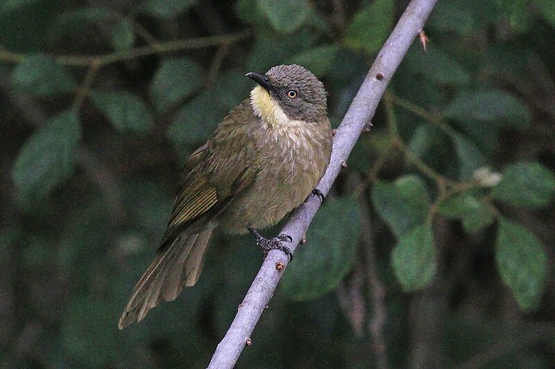 Pale-throated Greenbul (Atimastillas flavigula) photo