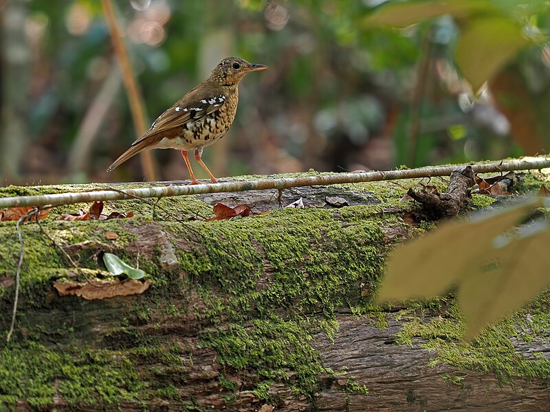 Fawn-breasted Thrush (Zoothera machiki) photo