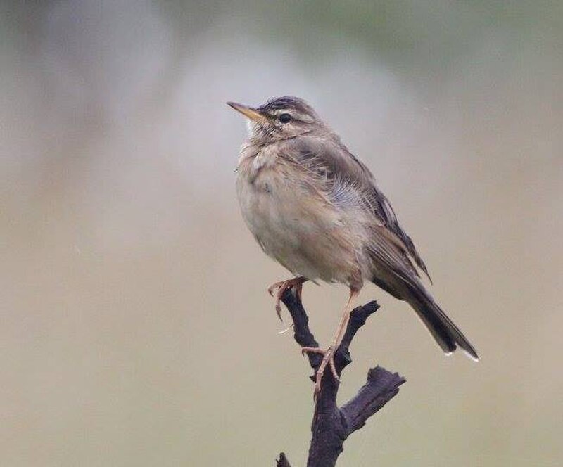 Woodland Pipit (Anthus nyassae) photo
