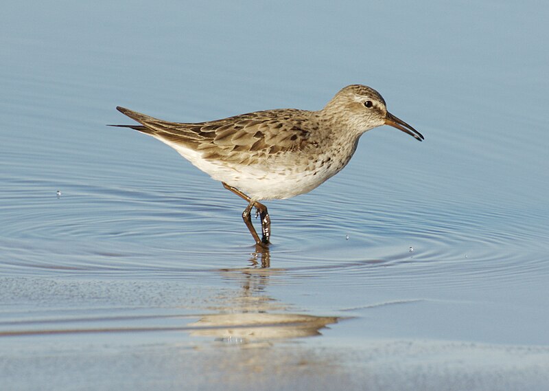 White-rumped Sandpiper (Calidris fuscicollis) photo