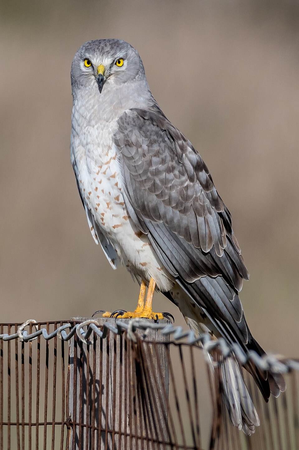 Northern Harrier (Circus hudsonius)