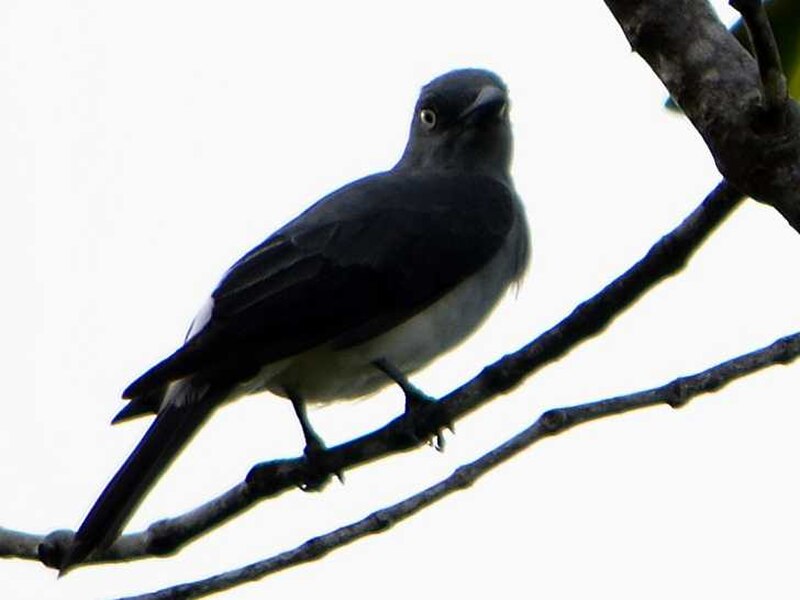 White-rumped Cuckooshrike (Coracina leucopygia) photo