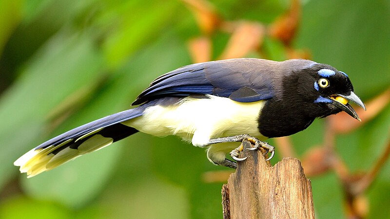 Black-chested Jay (Cyanocorax affinis) photo