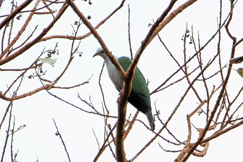 Gray-headed Imperial-Pigeon (Ducula radiata) photo