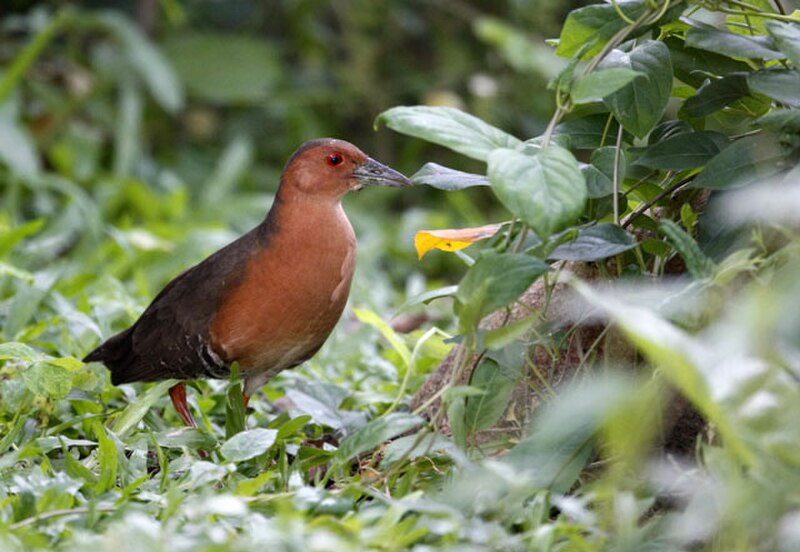 Band-bellied Crake (Zapornia paykullii) photo