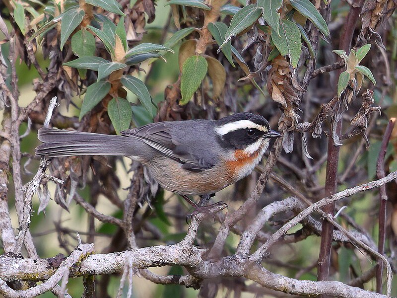 Plain-tailed Warbling Finch (Microspingus alticola) photo