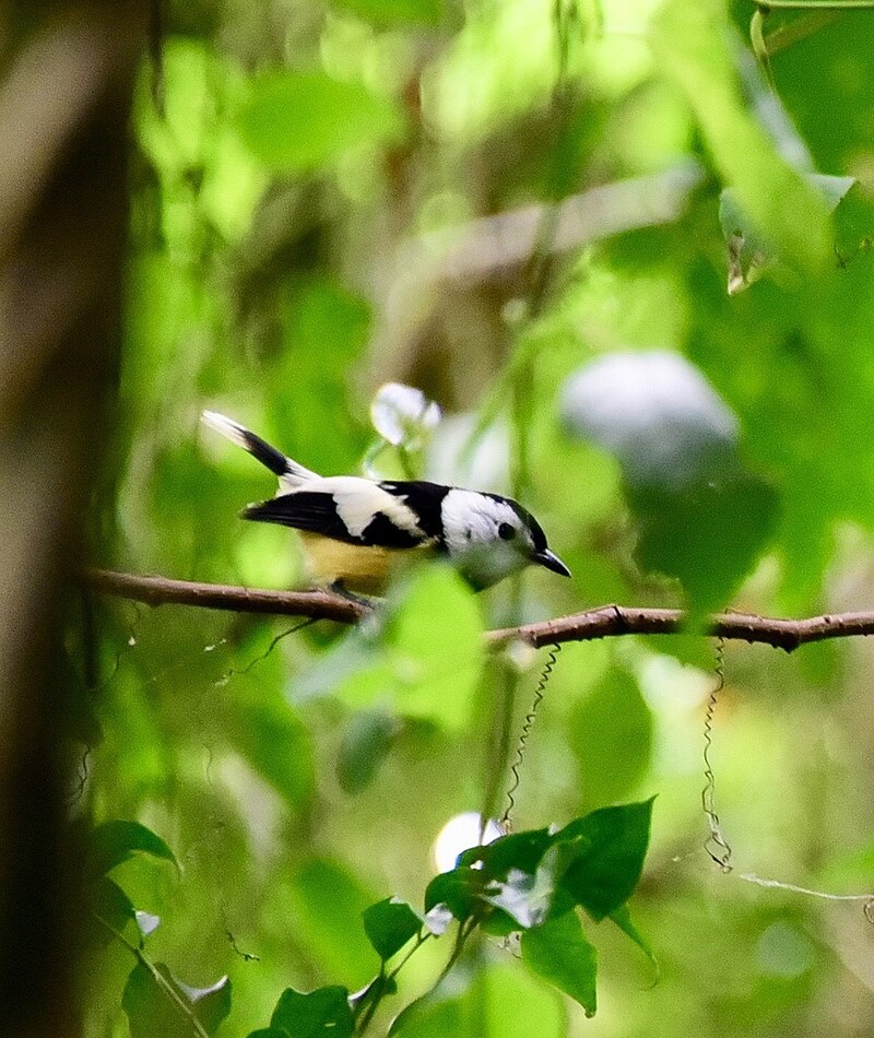 Buff-bellied Monarch (Neolalage banksiana) photo