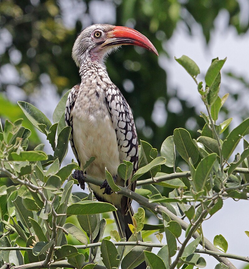 Southern Red-billed Hornbill (Tockus rufirostris) photo