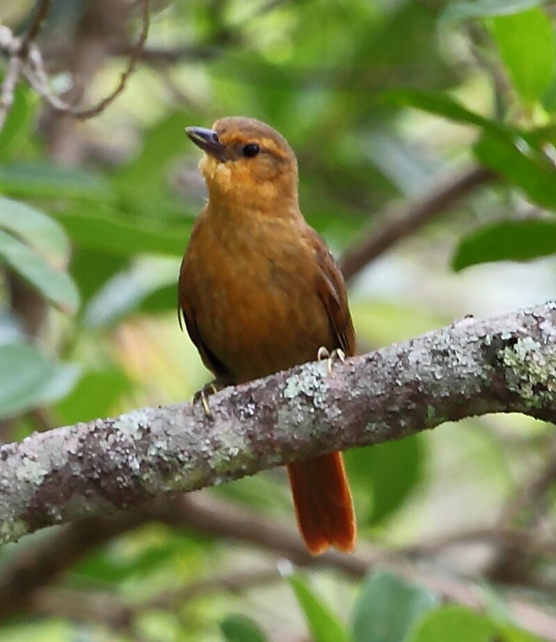 Russet-mantled Foliage-gleaner (Syndactyla dimidiata) photo