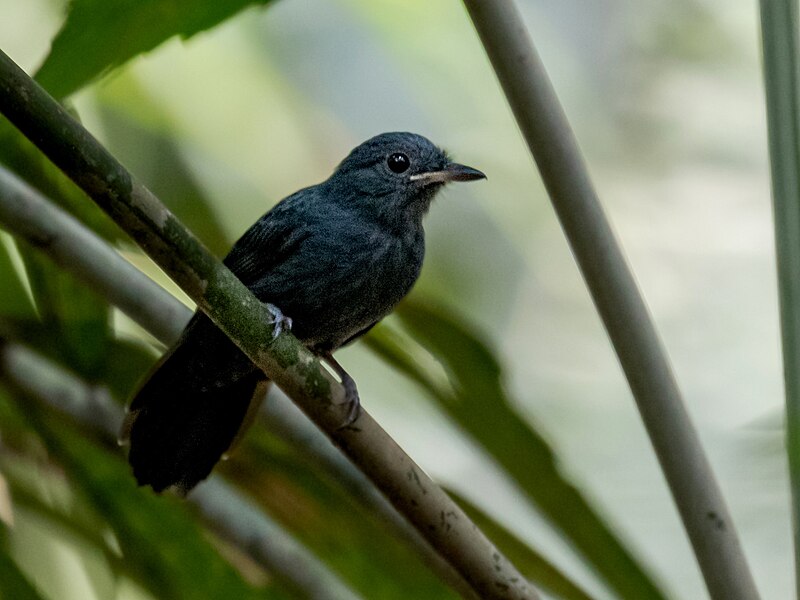 Cinereous Antshrike (Thamnomanes caesius) photo