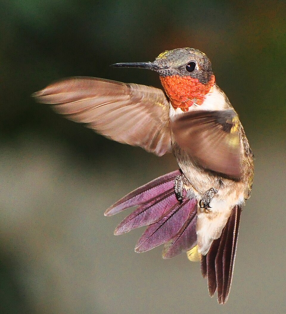 Ruby-throated Hummingbird (Archilochus colubris)