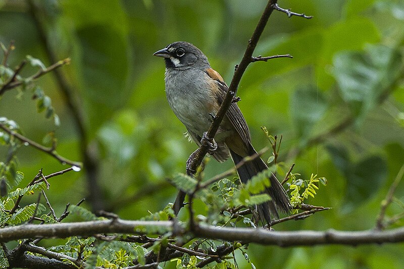 Bridled Sparrow (Peucaea mystacalis) photo