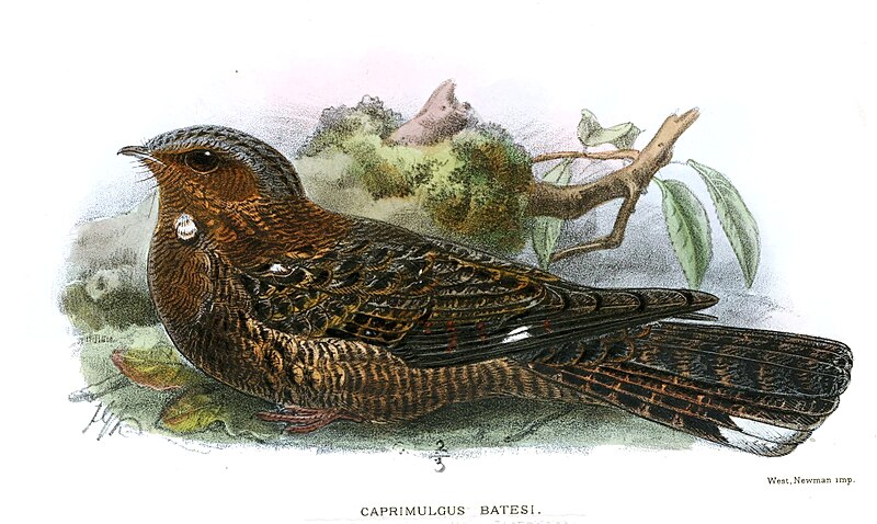 Bates's Nightjar (Caprimulgus batesi) photo