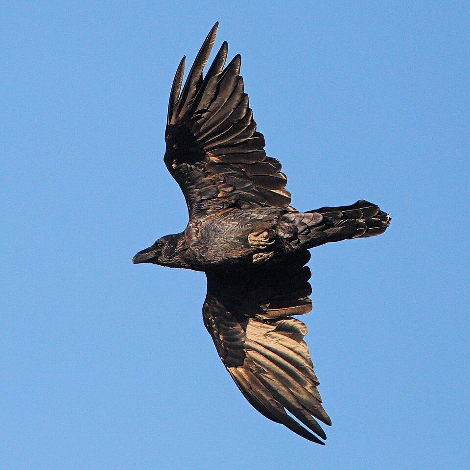 Common Raven (Corvus corax)