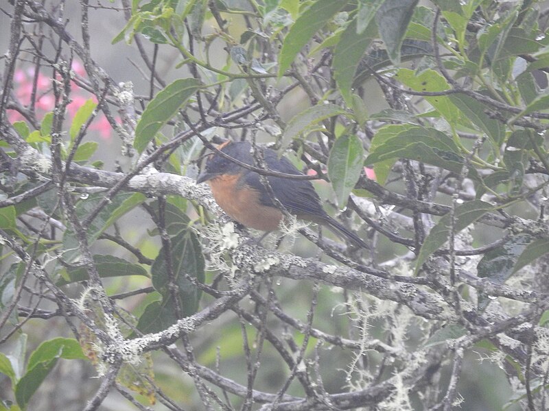 Rufous-crested Tanager (Creurgops verticalis) photo