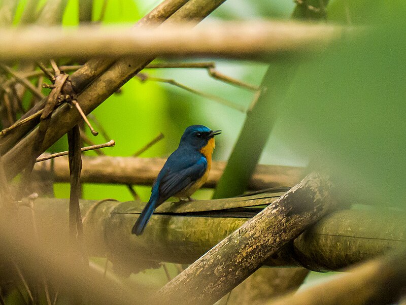 Large Blue Flycatcher (Cyornis magnirostris) photo
