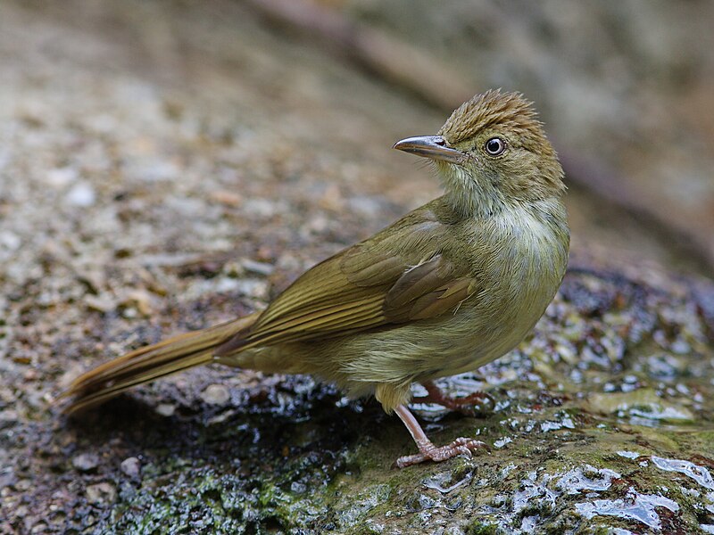 Olive Bulbul (Iole viridescens) photo
