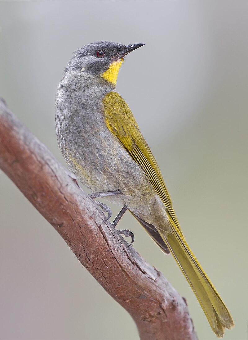 Yellow-throated Honeyeater (Nesoptilotis flavicollis) photo