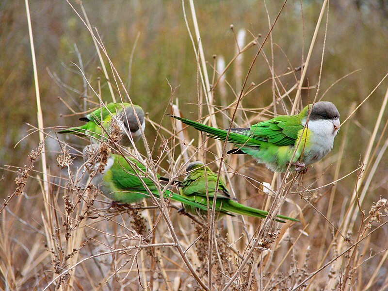 Gray-hooded Parakeet (Psilopsiagon aymara) photo