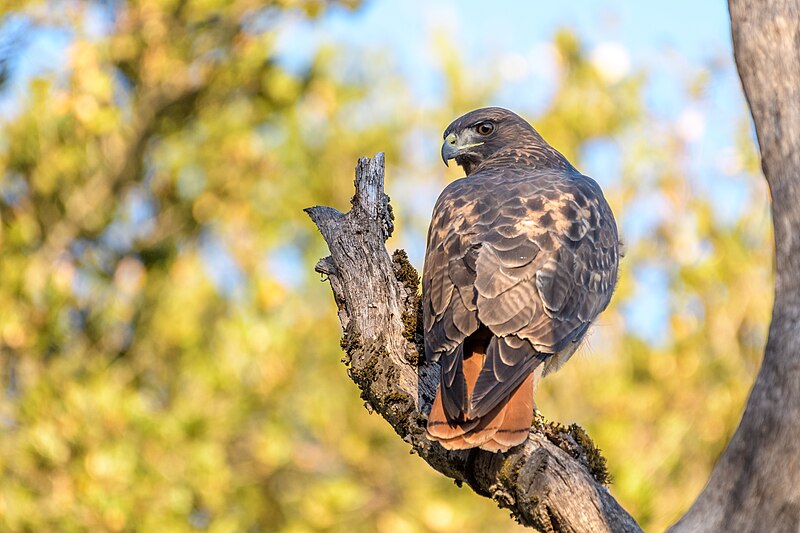 Red-tailed Hawk (Buteo jamaicensis) photo