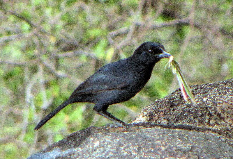 Slate-colored Boubou (Laniarius funebris) photo