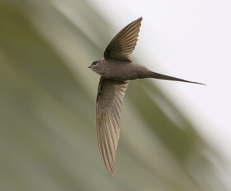 African Palm Swift (Cypsiurus parvus) photo
