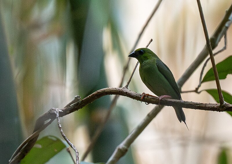 Green-faced Parrotfinch (Erythrura viridifacies) photo