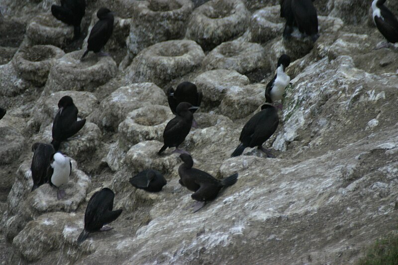 Stewart Island Shag (Leucocarbo chalconotus) photo