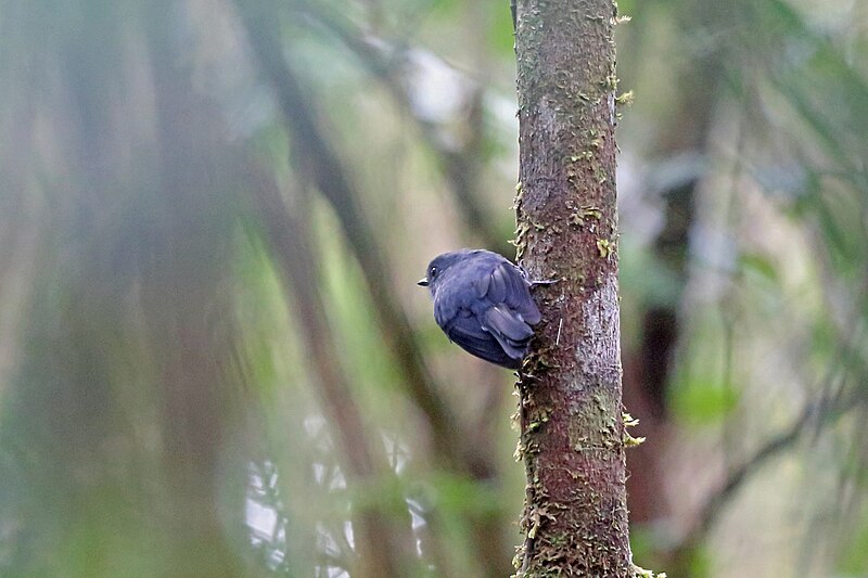 Smoky Robin (Melanodryas cryptoleuca) photo