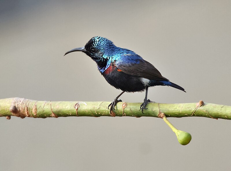 Purple Sunbird (Cinnyris asiaticus) photo