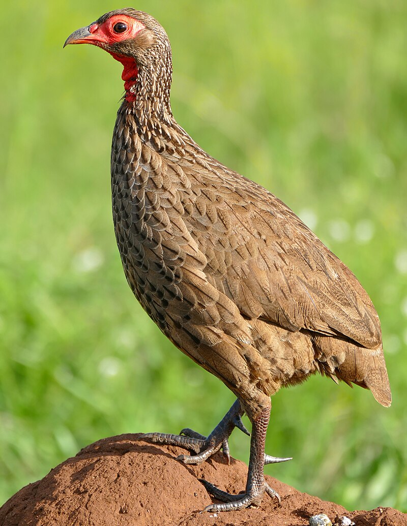 Swainson's Spurfowl (Pternistis swainsonii) photo