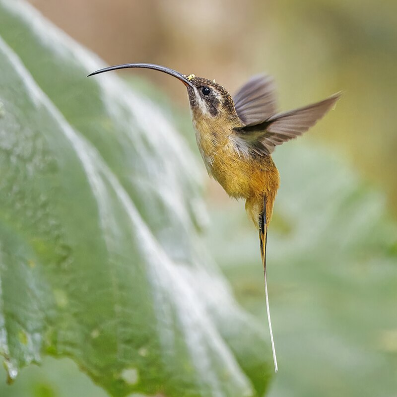 Tawny-bellied Hermit (Phaethornis syrmatophorus) photo