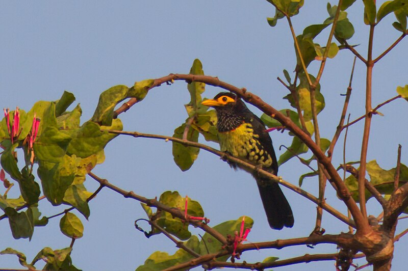 Eastern Yellow-billed Barbet (Trachylaemus purpuratus) photo